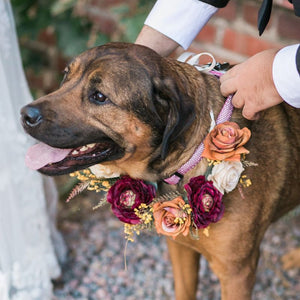A short haired dog wears a dog collar of burgundy ranunculus and white and rust roses for it's owner's wedding